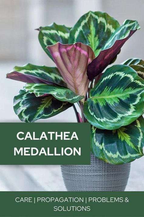 Calathea Medallion Care, Medallion Calathea, Calathea Plant Care, Plant Calathea, Propagation Tips, Plants Grown In Water, Common House Plants, Houseplant Care, Calathea Plant