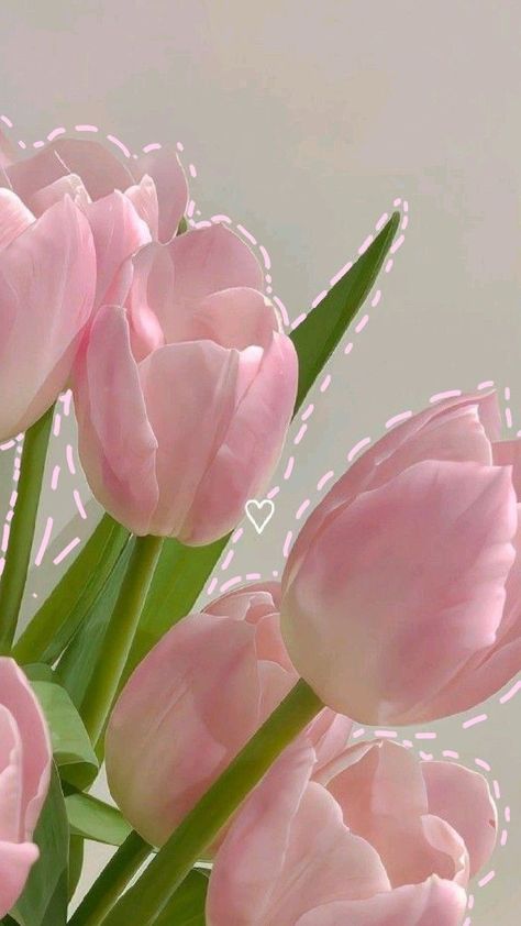 Lockscreen Flower, Pink Tulips Wallpaper Aesthetic, Tulip Flower Pictures, Office Prank, Flower Lockscreen, Iphone Wallpaper Classy, Floral Wallpaper Phone, Simple Phone Wallpapers, Nothing But Flowers