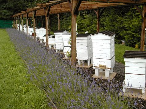 Backyard Bee, Raising Bees, Backyard Beekeeping, Bee Farm, Bee Garden, Hobby Farms, Bees Knees, Farm Gardens, Lavender Flowers