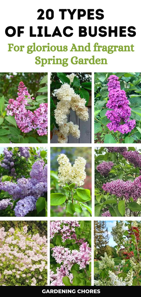 20 Stunning Lilac Varieties To Fill Your Garden with fragrance and Color Common Lilac Bush, Lilac Bushes Landscaping, Lilac Garden Ideas, Lilac Landscaping Ideas, Pruning Lilac Bushes, Lilac Trees And Bushes, Miss Kim Lilac Bush, Lilac Bush Landscaping, Lilac Plants