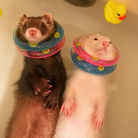 Two Ferrets, Baby Ferrets, Funny Ferrets, A Ferret, Pet Ferret, Cute Ferrets, Pretty Animals, Baby Animals Funny, Silly Animals