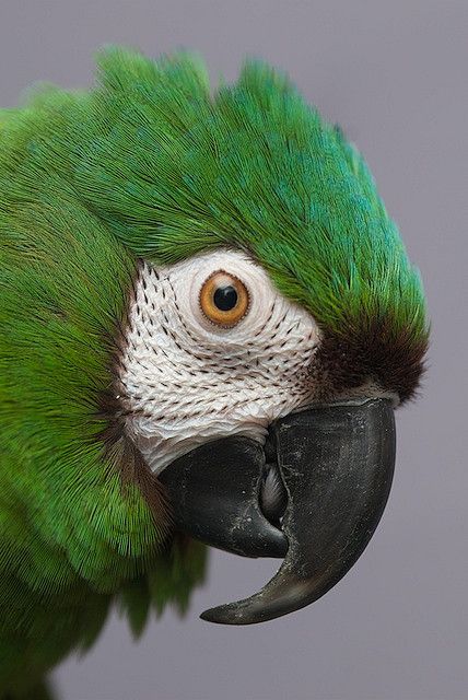 Parrot - Sever Macaw - Colorful birds Severe Macaw, Green Parrot, Macaw Parrot, Kinds Of Birds, Parrot Bird, Exotic Birds, Tropical Birds, Pretty Birds, Colorful Birds