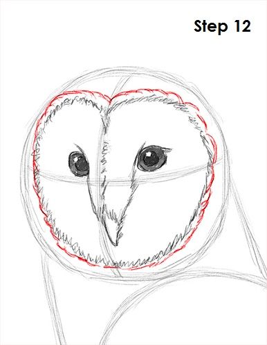 Owl Video, Barn Owl Drawing, Owl Drawings, Owl Tat, Insect Drawing, Animal Tutorial, Drawing Birds, Owl Drawing, Magic Runes