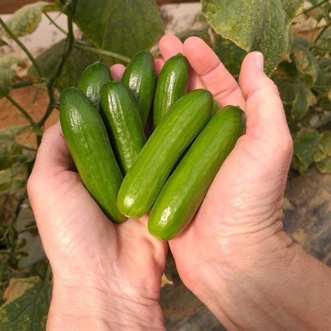 25 Cucumber Seeds Mini Me Vegetable Seeds Mini Cucumbers, Cucumber Seeds, Powdery Mildew, Vegetable Seeds, Mini Me, Cucumber, Fence, Soil, Seeds