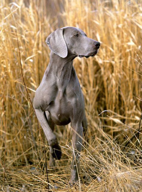 weimaraner pointing Weimaraner Puppies, Grey Ghost, Weimaraner Dogs, Bird Dogs, Dog Blog, Sporting Dogs, Weimaraner, Hunting Dogs, Basset Hound