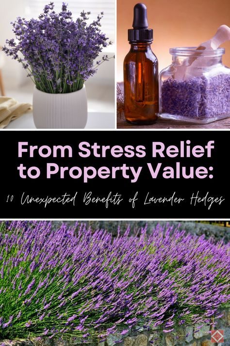 Elevate your garden with the power of lavender! 🌸 Here are 10 powerful benefits of planting lavender hedges, from enhancing relaxation to boosting your home’s value. A must-read for garden enthusiasts! Lavender Hedges, Planting Lavender, Lavender Hedge, Benefits Of Lavender, Lavender Benefits, Aromatherapy Benefits, Lavender Bouquet, Thriving Garden, Indoor Plant Care