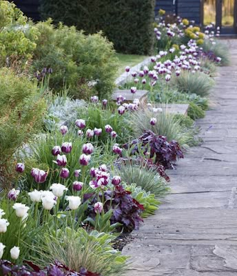 Content in a Cottage: Tulips and Grasses in A Border Front Yard Ideas, Landscape Design Garden, Walkway Design, Landscaping Inspiration, Tulips Garden, Garden Makeover, Have Inspiration, Outdoor Gardens Design, Patio Landscaping