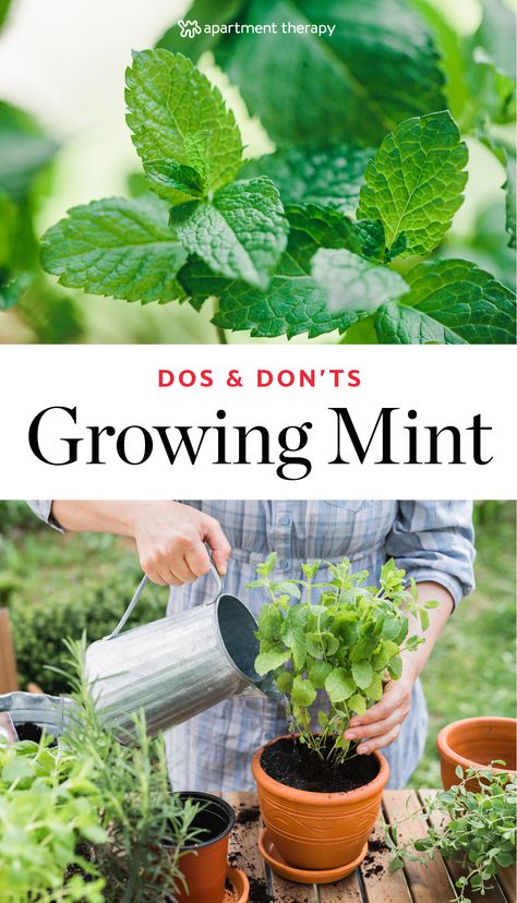 Mint is fragrant, fast-growing and a great addition to recipes. Here are the dos and don'ts for how to grow mint in your garden or container. Container Herbs, Mint Plant Care, Herbs Growing, Funny Vine, Growing Mint, Garden Pallet, Healing Remedies, Herb Gardens, Mint Plants