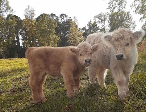 HSB Mini Cattle - Mini Highlands and High Park Calves Mini High Park Cows, Mini Cow Enclosure, Miniature Highland Cattle, Mini Cattle, Miniature Cattle, Mini Cows, Cow Pictures, Life Vision, Hobby Farm