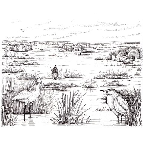 Wetland Drawing, Wetland Illustration, Marsh Drawing, Squacco Heron, Wetland Landscape, World Wetlands Day, Rice Art, Wetland Park, Landscape Drawings