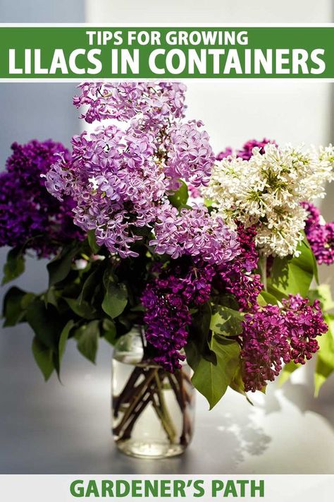 A close up vertical image of a bouquet of different colored lilac flowers in a glass vase pictured in bright sunshine on a soft focus background. To the top and bottom of the frame is green and white printed text. Lilac Varieties, Lilac Plant, Lilac Tree, Pots And Planters, Propagating Succulents, Charming Garden, House Plant Care, Garden Pests, Growing Indoors