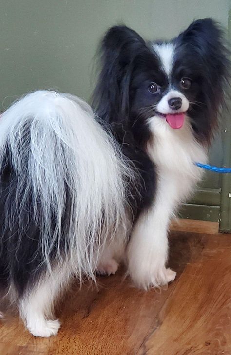 Clearlake Papillons in Texas | Papillon puppies | Good Dog Papillon Puppies For Sale, Greyhound Puppies, Papillon Dog Puppy, Papillon Puppies, Papillon Dogs, Italian Greyhound Puppies, Greyhound Puppy, Papillon Puppy, Deliverance Prayers