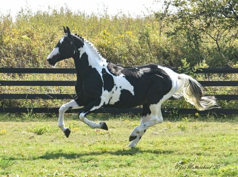 Black Tobiano Horse, Tobiano Horse, Fantasy Mounts, Pinto Horses, Horse Markings, Horse Coat Colors, Warmblood Horses, Stallion Horses, Pony Breeds