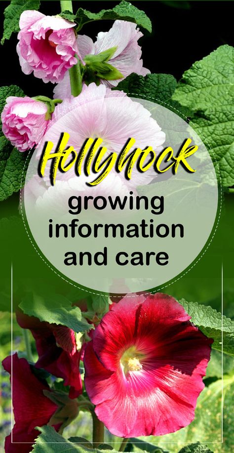 Growing Hollyhocks, Hollyhocks Flowers, Creative Gardening, Garden Pests, Garden Care, Landscaping Plants, Growing Flowers, Shade Garden, Urban Garden