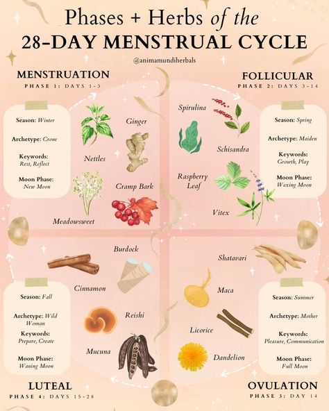 Food And Menstrual Cycle, Herbs For Cycle Syncing, Witchy Period Tips, Tea Menstrual Cycle, Herbs Menstrual Cycle, Herbal Tea Cycle Syncing, Teas For Your Cycle, Herbs For Cycle Phases, Cycle Syncing Herbal Teas