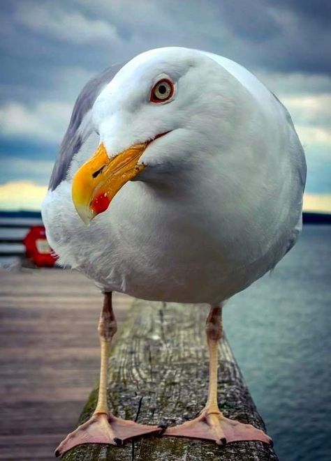 Seagull Art Illustrations, Seagal Bird, Seagull Photography, Shore Bird Art, Seagull Painting, Seagull Illustration, Seagull Art, Sea Gulls, Coastal Birds