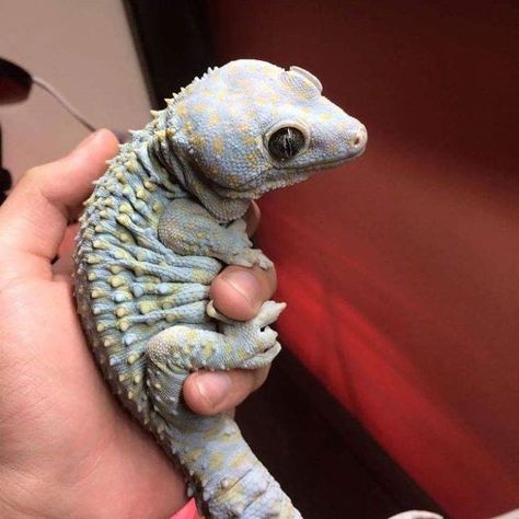 4075 Likes 71 Comments - GECKO (@gecko.lovers) on Instagram: Please click the link in the description SUBSCRIBE and SHARE our videos! For those that want to https://ift.tt/2vuxNu3 Cute Lizard, Cute Reptiles, Reptiles And Amphibians, Funny Animal Memes, Lizards, Animal Tattoos, Cute Little Animals, Gecko, Amphibians