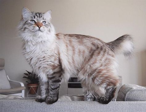 Pretty Cat Breeds, Cat Pose Reference Photos, Pretty Cats Unique, Cymric Cat, Wc Oc, Cymric, American Bobtail Cat, Cat Poses, Cat References