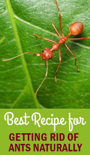 How to Get Rid of the Ants in Your Plants!| Garden Style San Antonio, Landscaping, Plants, Irrigation Ants In Garden, Kill Fire Ants, Garden Pests Identification, Irrigation Diy, Ant Repellent, Tomato Growing, Red Ant, Rid Of Ants, Kill Ants