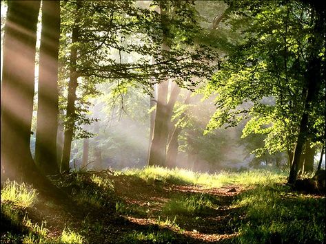 Enchanted Wood, Forest Path, Forest Photography, Walk In The Woods, Nature Aesthetic, In The Forest, Narnia, In The Woods, Color Photography