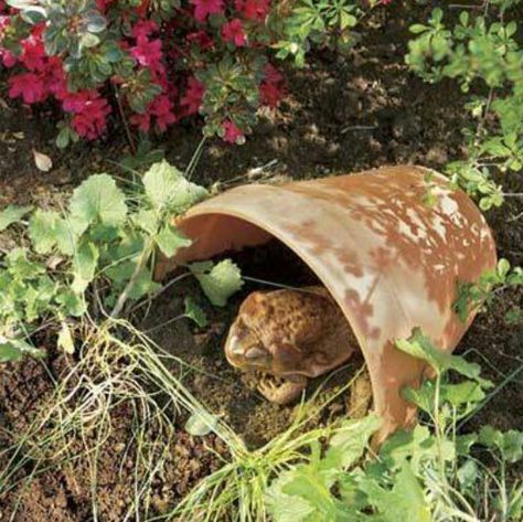 Terra Cota pots for frog shelter Slugs In Garden, Toad House, Natural Pest Control, Garden Pest Control, Wildlife Gardening, Garden Pests, Beatrix Potter, Terracotta Pots, Permaculture