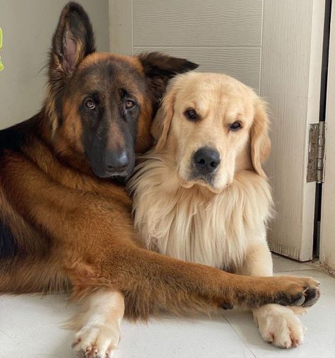 Get a sibling they said 😑 It will be fun they said 🙄 📸: DM for credit or removal #petponia #cutedog #funnydogpic #gsdofinstagram #gsdclub #gsdpup #siblinggoals #goldenretrieverclub #goldenretrieverpup #goldenretrieverofig #goldengand #gsddoggo #spoileddog #funnydoggo #dogdadaf #dogmomclub Cute Puppy Photos, Really Cute Dogs, Puppy Photos, Retriever Puppy, They Said, German Shepherd Puppies, German Shepherd Dogs, Beautiful Dogs, Animals Friends