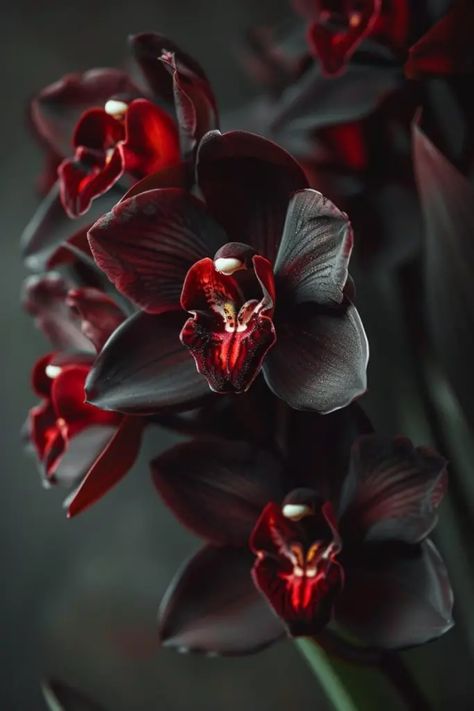 🌸 Prepare to be amazed! These 21 Cymbidium Orchid Varieties are an absolute must-see for any plant lover. From vibrant hues to exotic patterns, each one is a unique beauty waiting to bloom in your garden. Click now to dive into a world of floral wonder! 🌼✨ #Orchids #GardenGoals #PlantLover Orchid Mood Board, Orchids Aesthetic, Drooping Flowers, Orchid Aesthetic, Night Orchid, Pretty Flowers Pictures, Orchid Photography, Orchid Varieties, Cymbidium Orchid