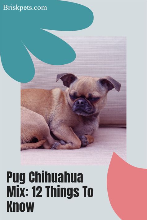 12 things to know about the chug dog (chihuahua pug mix), including price, temperament, lifespan, health problems, characteristics and care tips. Chihuahua Pug Mix Puppies, Pug Chihuahua Mix Chug, Chug Dog Breed, Chug Puppies, Labrador And Golden Retriever, Chug Dog, Pug Mix, Yorkie Mix, Dog Chihuahua