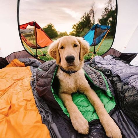 Dog Sleeping Bag, Camping Bedarf, Dog Sleeping, Dog Camping, Hiking Dogs, Dog Adventure, Dog Gear, Camping Essentials, Camping Tent