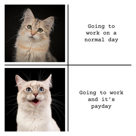 Coach Memes, Inspirational Cat Quotes, Candle Content, New Year Meme, Cute Cat Quotes, Relatable Humor, Monday Memes, 2020 Memes, About Crystals