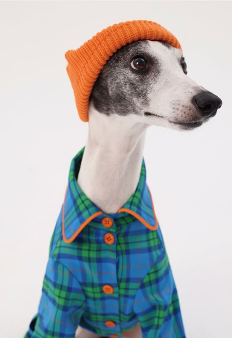 Iggy Dog, Greyhounds Clothes, Dog Wearing Clothes, Greyhound Clothes, Italian Greyhound Clothes, Dog Fashion Clothes, Cute Dog Clothes, Dog Harnesses, Dog Branding