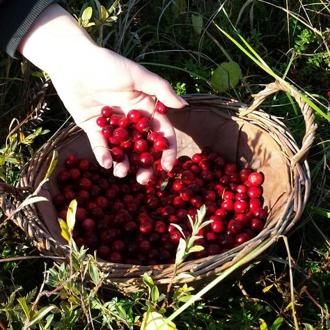 Cranberry Astethic, Linger The Cranberries Aesthetic, Cranberry Juice Aesthetic, The Cranberries Aesthetic, Cranberries Aesthetic, Blackbird Aesthetic, Cranberry Aesthetic, Paleo Pines, Mya Core