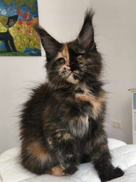 Maine Cooney Cats, Gatos Cool, Dream's Cat, Rare Cats, Exotic Cats, Tortoise Shell Cat, Gorgeous Cats, Baby Panda, Kitty Kitty