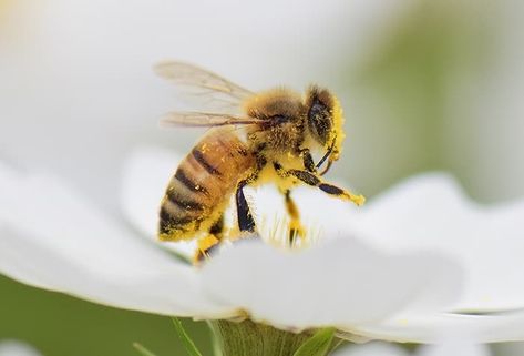 Bee Symbolism & Spiritual Meaning ( Messages & Omens) Spirit Animal List, Bee Spirit Animal, Spirit Animal Test, Spirit Animal Quiz, Animal List, Bear Spirit Animal, Making Honey, Find Your Spirit Animal, What Animal Are You