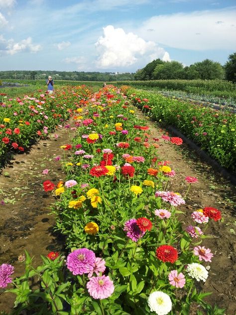 New York flower farm beautiful April Vision Board, New York Flower, Flowers Farm, Farm Cafe, Garden Vase, Flower Farming, Indian Flowers, Dream Farm, Market Garden