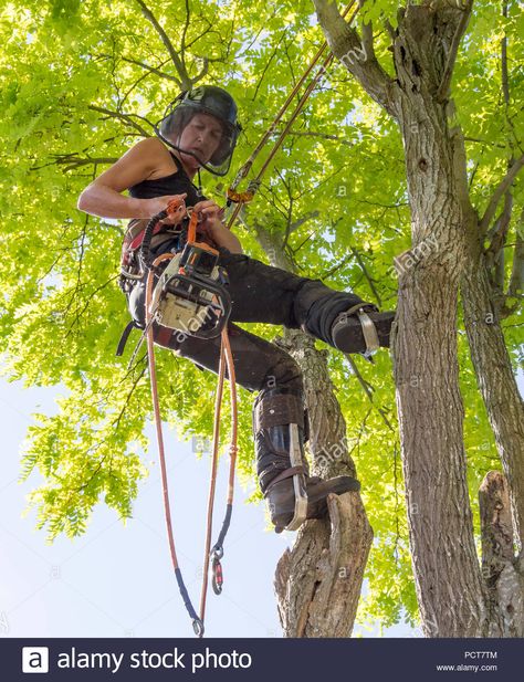 Female Lumberjack, Stump Removal, Tree Surgeons, Kensington And Chelsea, Tree Removal, Ozark Mountains, Back Gardens, Business Photos, Hedges