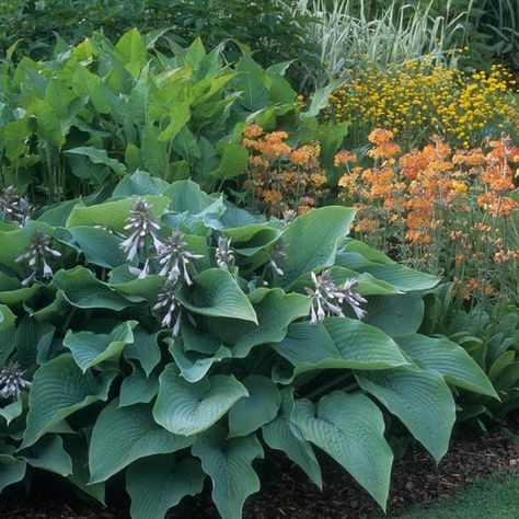 Hosta sieboldiana 'Elegans' (Plantain Lily) Courtyard Planters, Hosta Elegans, Perennial Combinations, Hosta Sieboldiana, Tropical Garden Plants, Blue Hosta, Foliage Garden, Garden Shade, Plantain Lily