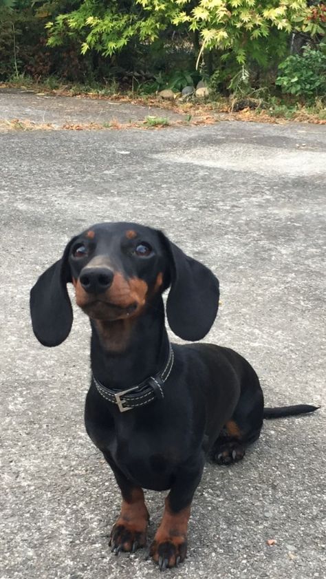 Dash Hound, Dachshund Humor, Short Haired Dachshund, Black And Tan Dachshund, Short Dog, Miniature Dachshunds, Dachshund Mom, Puppies And Kitties, Funny Dachshund