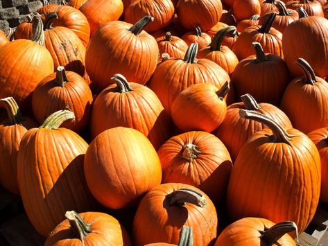 A pile of pumpkins by ThrashAttack87 on DeviantArt Pumpkins, Deviantart, Halloween