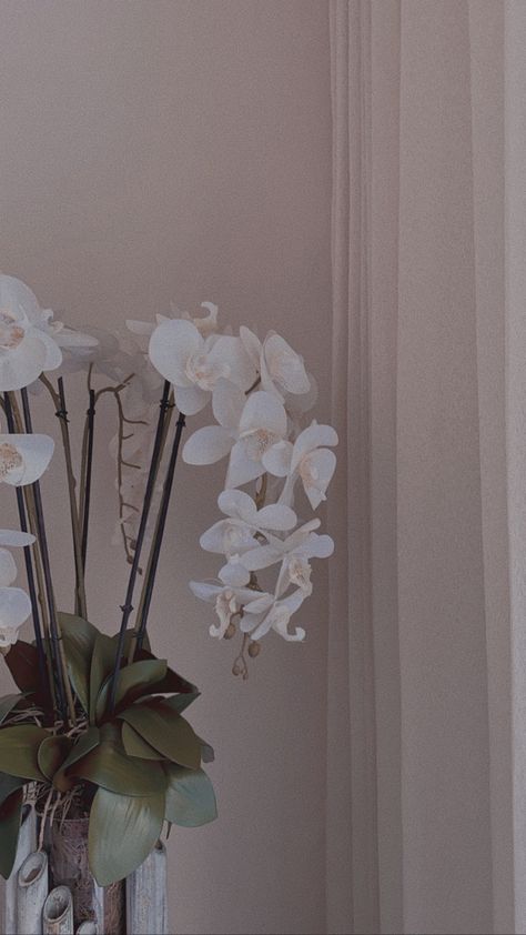 White Orchids Wallpaper, Orchid Asethic, Orchid Bouquet Aesthetic, Orchid Aesthetic Flower, White Orchid Aesthetic, White Lily Aesthetic, Orchid Wallpaper Aesthetic, Orchid Aesthetic Wallpaper, Aesthetic Orchids