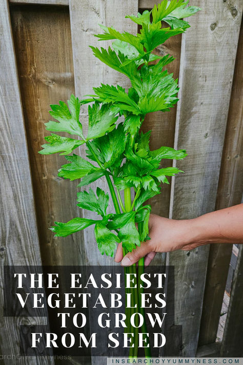 A hand holding a Tango celery stalk against a grey fence in a backyard garden. Easiest Vegetables To Grow, Eggplant Seeds, Grow From Seed, Vegetables To Grow, Planting Calendar, Easy Vegetables To Grow, Bush Beans, Pole Beans, Buy Seeds