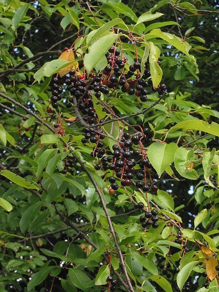 Wild Cherry Tree, A Native American Necessity - Eat The Planet Black Cherry Recipes, Black Cherry Tree, Cherry Leaf, Native American Food, Cherry Bark, Medicine Chest, Wild Cherry, Wild Edibles, Cherry Tree