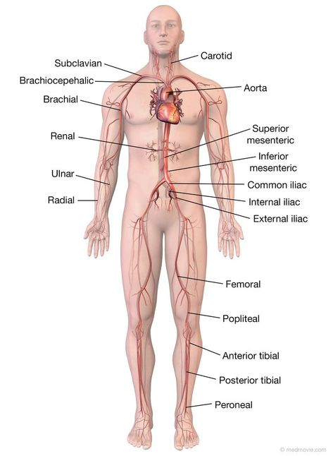 Arteries And Veins Anatomy, Diagram Of The Heart, Head Diagram, Blood Vessels Anatomy, Major Arteries, Arteries Anatomy, Vascular Surgery, Nurse Study Notes, Arteries And Veins