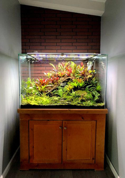 10 Gallon Terrarium, 40 Gallon Terrarium, Arid Bioactive Terrarium, Bioactive Dart Frog Vivarium, Dart Frog Vivarium, Tropical Terrariums, Freshwater Plants, Large Terrarium, Gecko Terrarium