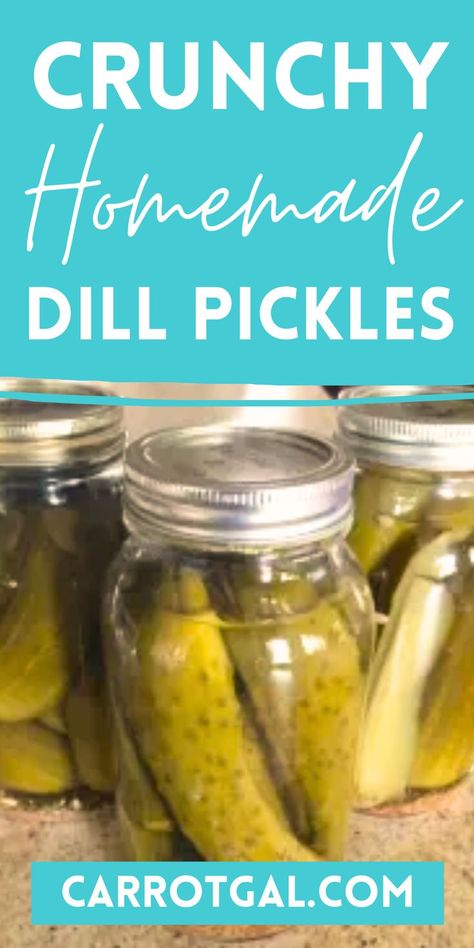 Crunchy Homemade Dill Pickles from Carrotgal.com How To Can Crispy Dill Pickles, Crispy Pickles Canning, Crunchy Dill Pickles Canning Recipe, Open Kettle Pickles, Claussen Pickle Recipe Copycat, Crunchy Dill Pickle Recipe Canning, Crispy Refrigerator Pickles, How To Can Pickles, Canning Spicy Pickles