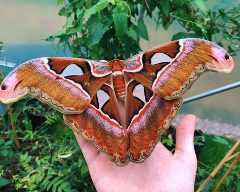 Stuart’s Butterflies on Instagram: “Stunning Philippine atlas moth!” Atlas Moth Aesthetic, Atlas Moth Tattoo, Moth Cosplay, Fluffy Moths, Insect Reference, Bug Board, Moth Species, Atlas Moth, Beautiful Butterfly Photography