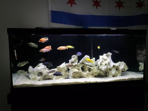 I'd like to share my 75 Gallon Peacock Cichlid Tank with everyone Cichlid Tank Ideas, Aquarium Scaping, Aquarium Bedroom, Cichlid Tank, Aquarium Inspiration, Aquarium Tanks, Cichlid Aquarium, Fish Aquarium Decorations, Cichlid Fish