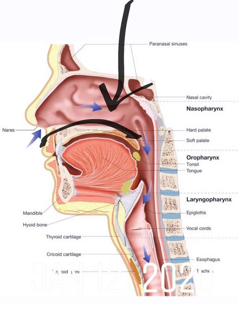 Master the Resting Tongue Posture Tongue Posture, Orofacial Myofunctional Therapy, Tongue Muscles, Myofunctional Therapy, Alexander Technique, Tongue Health, Tongue Tie, Living Under A Rock, Hygiene Routine