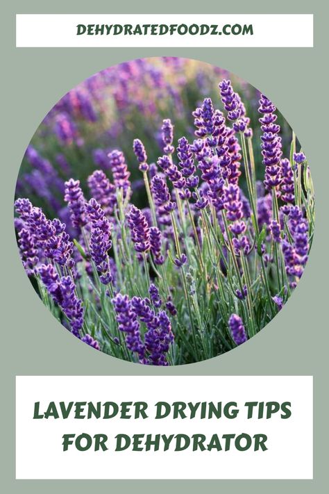 Discover the captivating journey of drying lavender with this informative handbook, delving into each stage from prepping to preserving. Unveil the secrets of dehydrating this aromatic herb and unlock a world of enchantment. Perfect for lavender lovers and DIY enthusiasts alike! Drying Lavender, Lavender Varieties, Lavender Uses, Diy Healthy Snacks, Lavender Leaves, English Lavender, Lavender Plant, Signature Fragrance, Lavender Buds