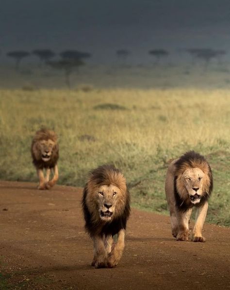 The powerhouses of the Mara Triangle! The three Inselberg male lions Manywele, Ruka and Olopolosie on patrol. Only the fourth coalition member Nusu is missing here. Sept 2022 3 Lions, Lion Tattoo Sleeves, Wild Animals Photography, Lion Drawing, Lion King Art, Male Lion, Siberian Tiger, Lion Pictures, African Lion